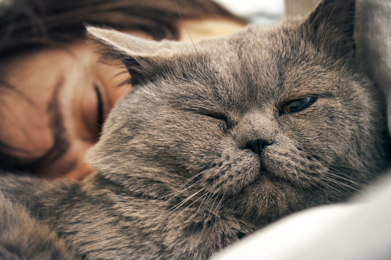 Kedim Battaniyenin Altında Uyuyor: Gizli Soruşturma