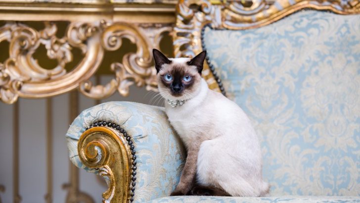 Siamese Kedisi Davranış Problemleri: Karanlık Bir Tarafı Olan Kraliyet? 