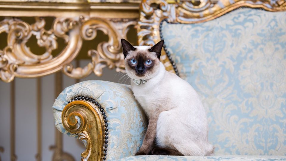Siamese Cat Behavior Problems Royalty With A Dark Side?