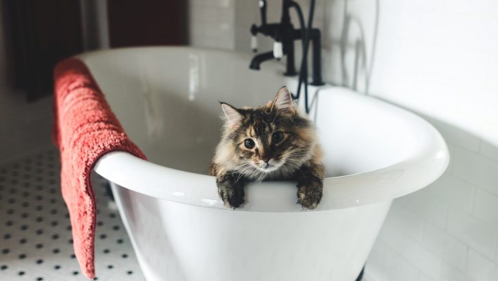 Sick Cat Sleeping In The Bathtub? Here’s What You Need To Know!
