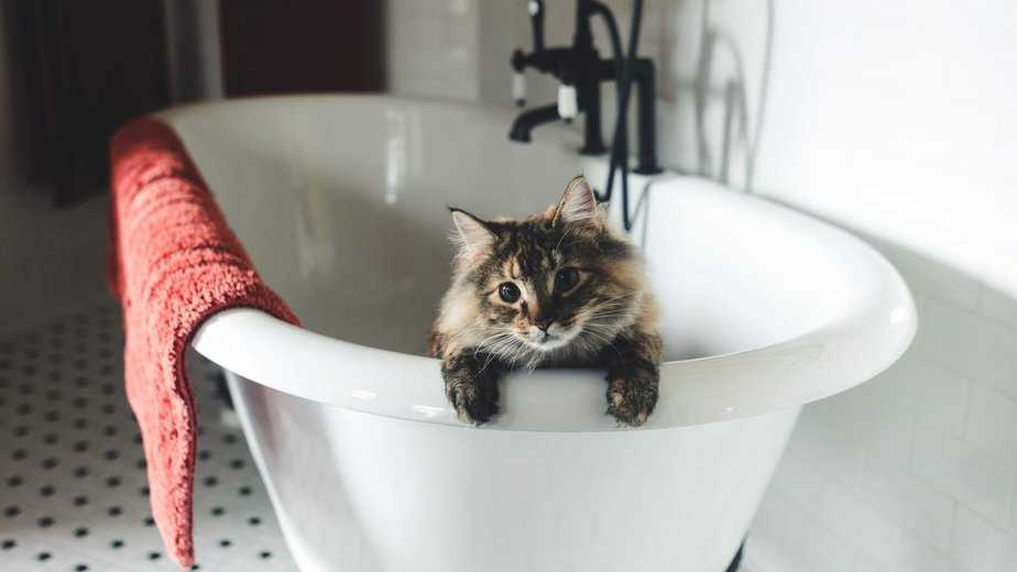 sick cat sleeping in bathtub