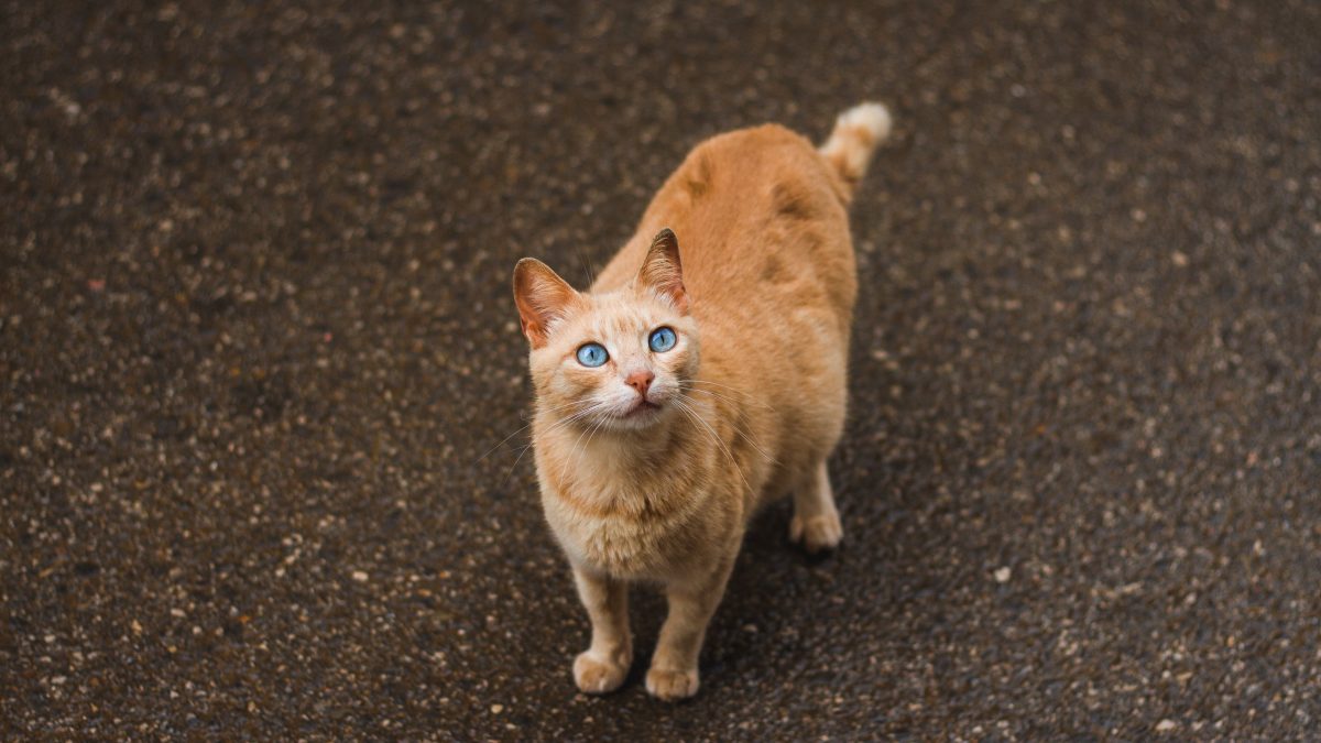 12 Most Common Symptoms Of A Dead Kitten Inside A Cat