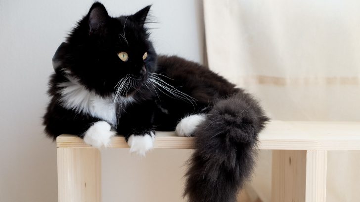 Tuxedo Maine Coon: The Mysterious 007 Of Cats