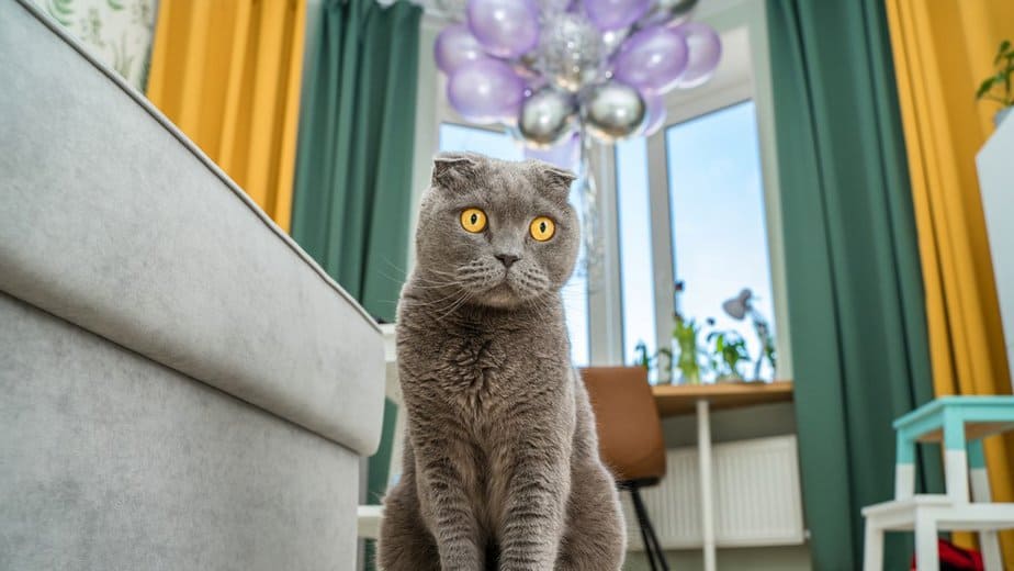 why are cats scared of balloons