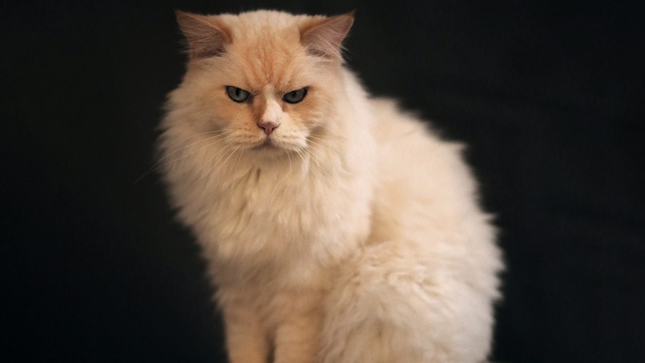 Why Do Cats Attack Pregnant Women? The Clawful Truth