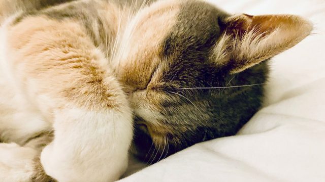 why do cats cover their faces when they sleep
