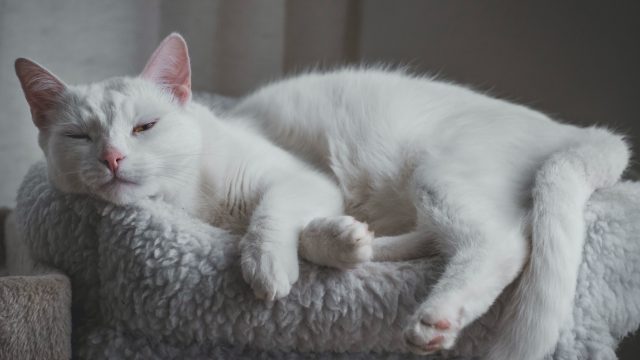 why do cats cross their paws