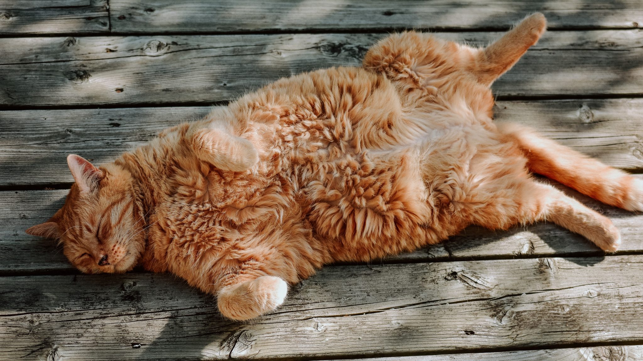 Why Do Cats Flop? What's The Motive Behind It?