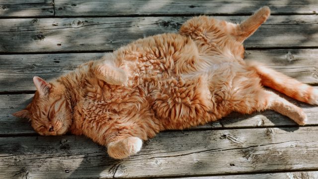 why do cats flop
