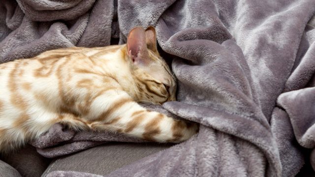 why do cats knead and bite blankets