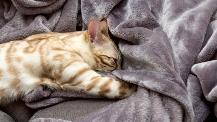 Kediler Neden Battaniyeleri Yoğurur ve Isırır? En Yaygın 7 Neden