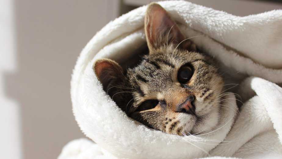 why do cats lick blankets