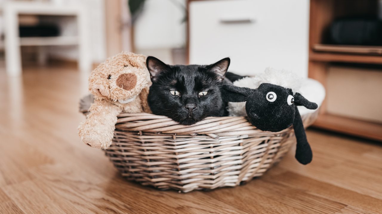 Why Do Cats Sit On Their Toys? What's The Deal With That?