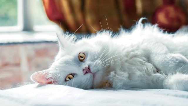 why do cats smell good