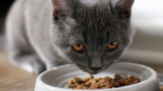 why does my cat try to bury her food