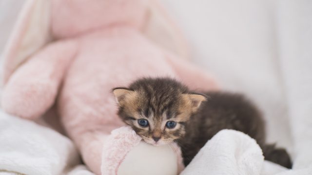 why is my cat so small