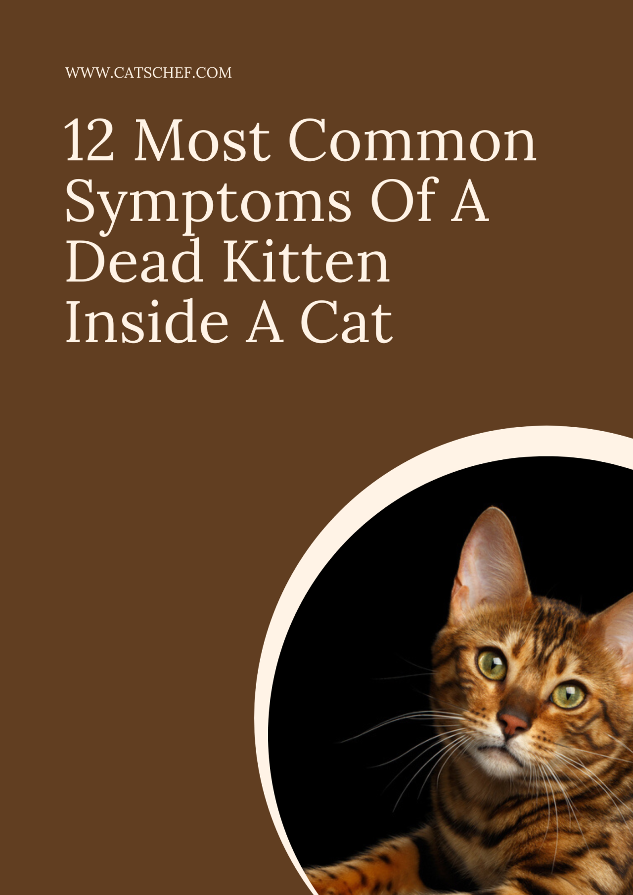 12 Most Common Symptoms Of A Dead Kitten Inside A Cat