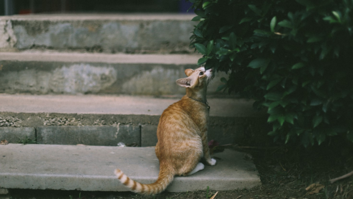 13 Proven Fragrances That Deter Cats From Peeing Indoors