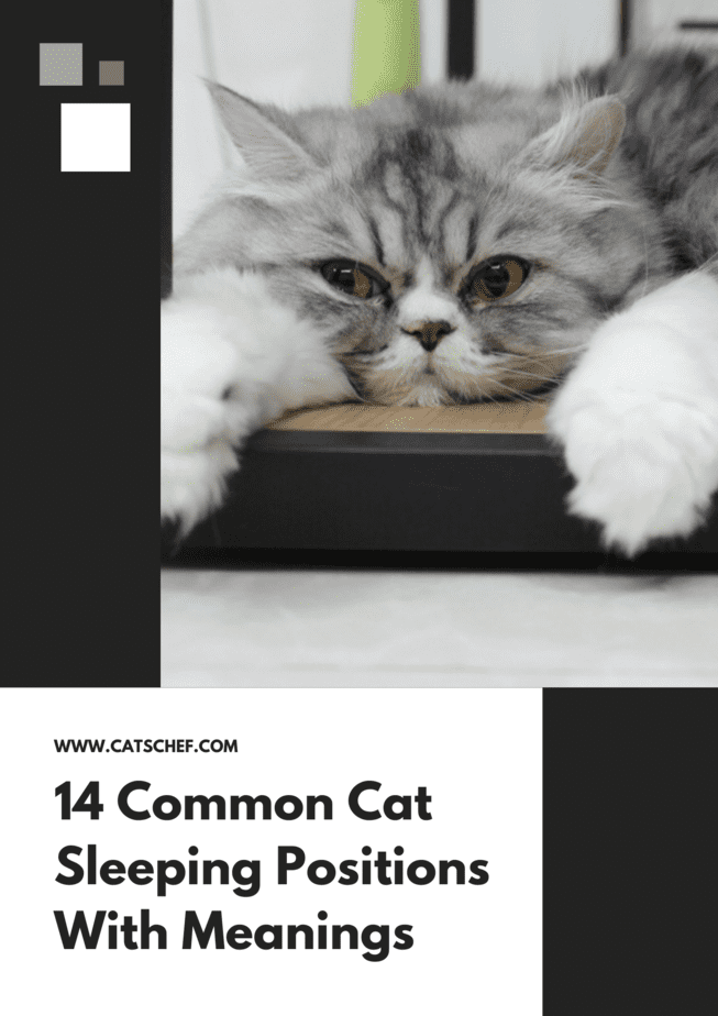 14 Common Cat Sleeping Positions With Meanings