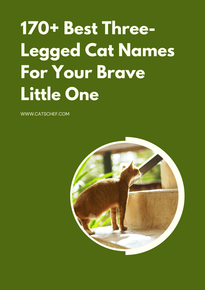 170+ Best Three-Legged Cat Names For Your Brave Little One