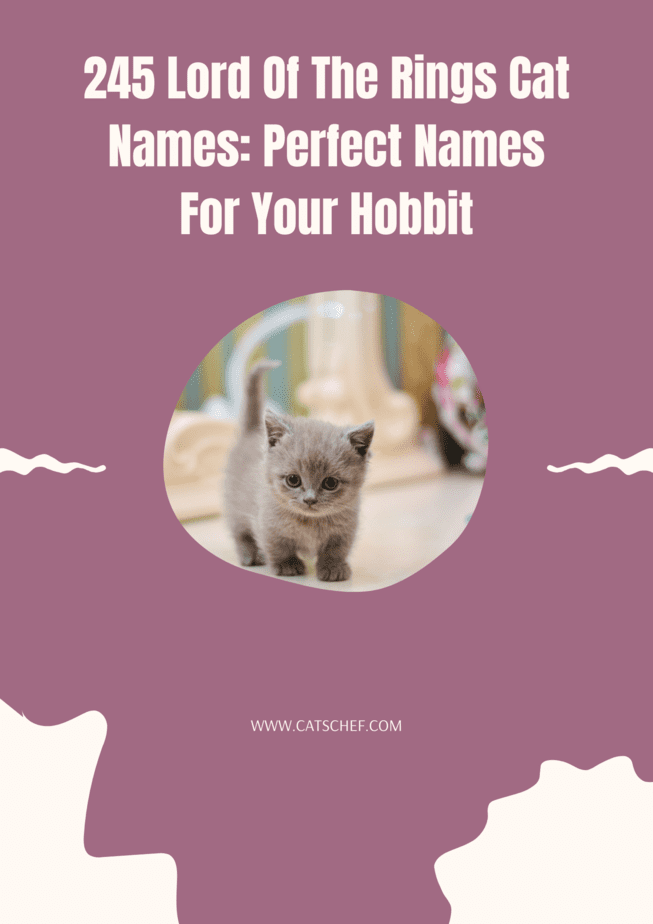 245 Yüzüklerin Efendisi Kedi İsmi: Hobbitiniz İçin Mükemmel İsimler