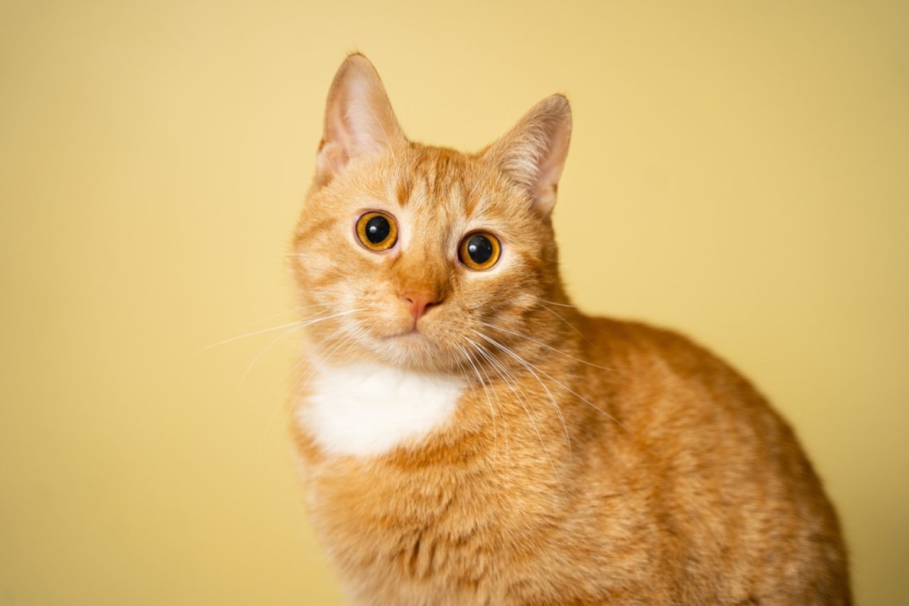 250+ Creative Yellow Cat Names For Your Best "Furrend"