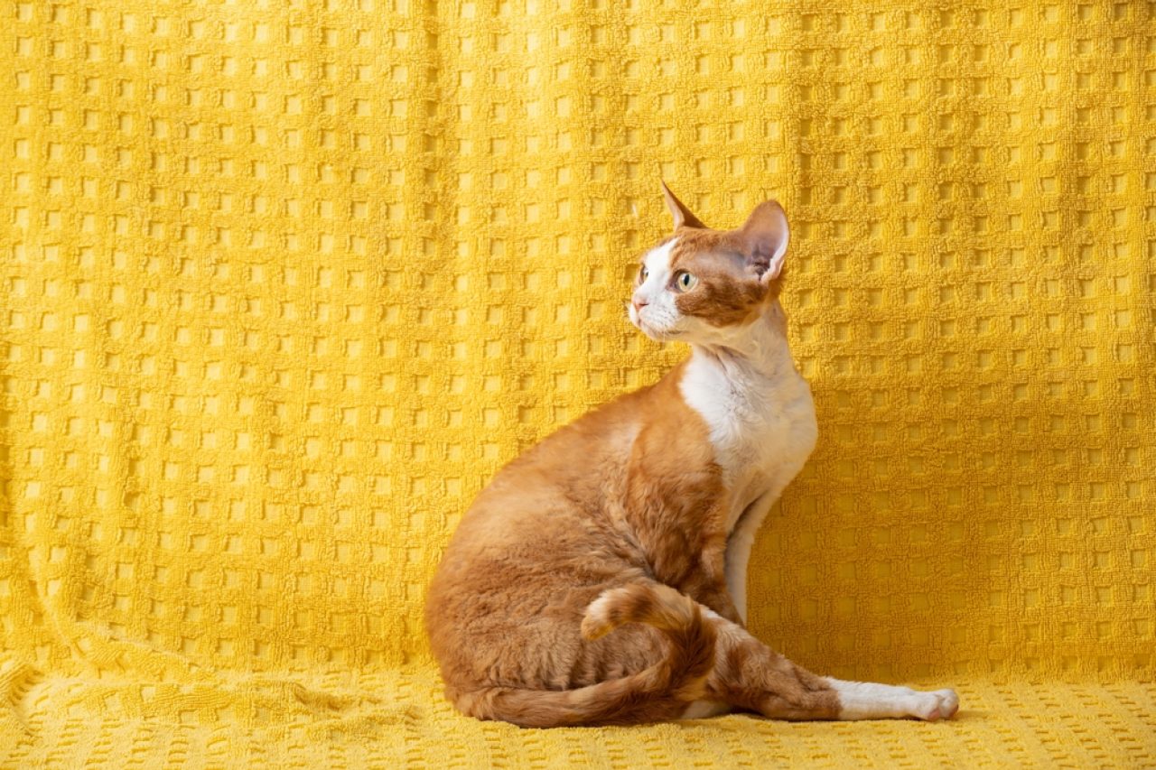 En İyi "Kürkçünüz" İçin 250+ Yaratıcı Sarı Kedi İsmi
