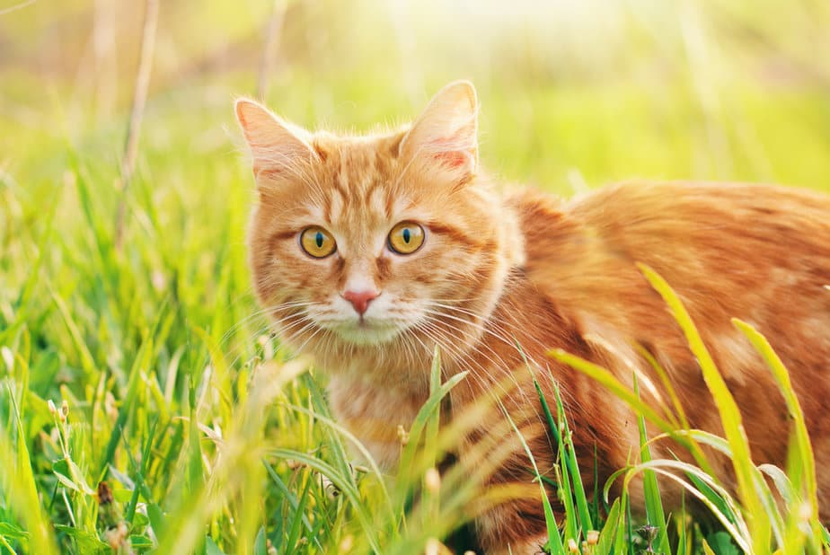 250+ Creative Yellow Cat Names For Your Best 