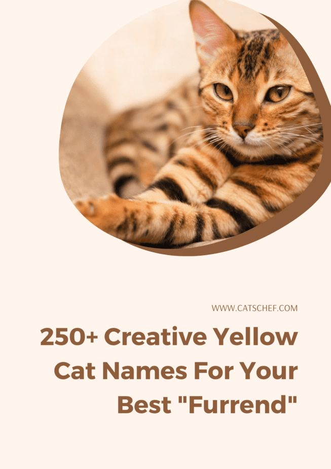 250+ Creative Yellow Cat Names For Your Best "Furrend"