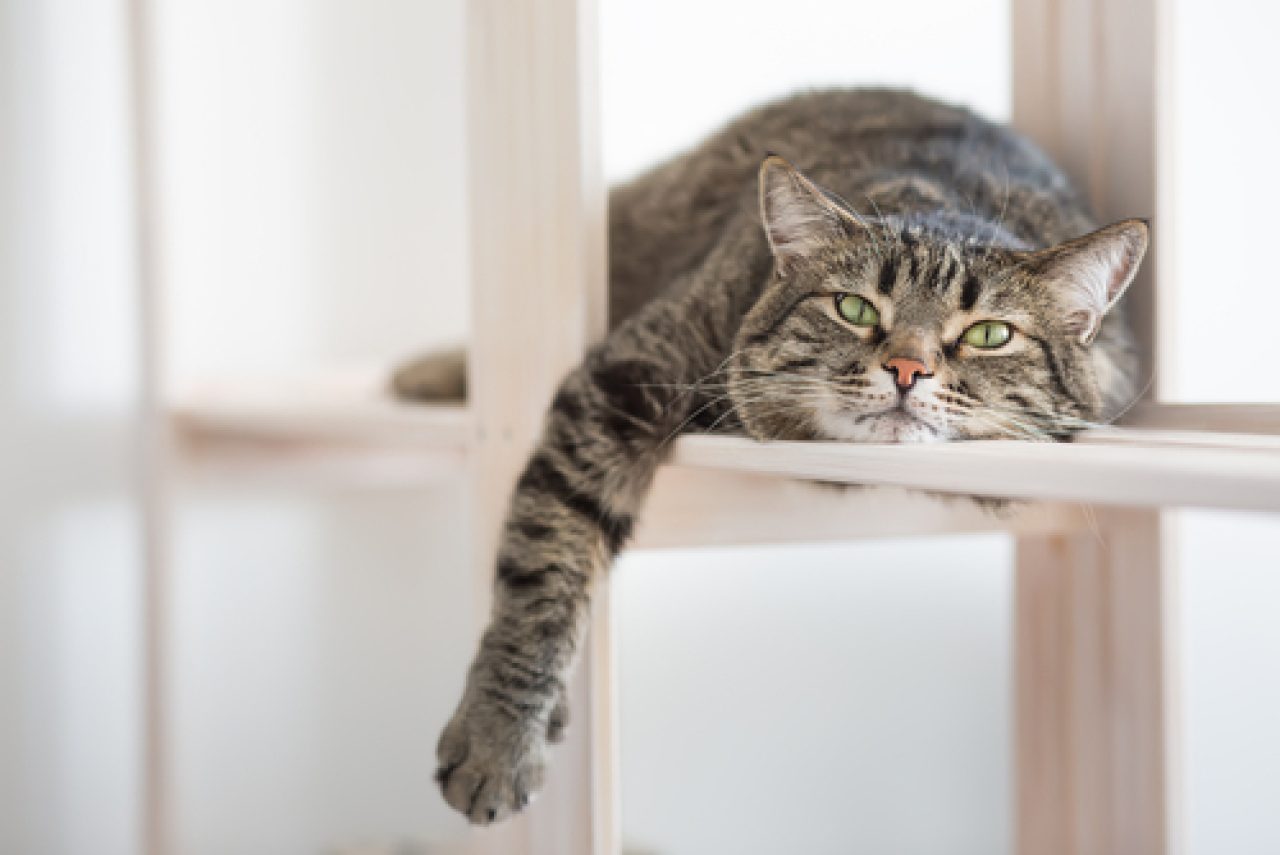 345 Lazy Cat Names For Your Little Couch Potato