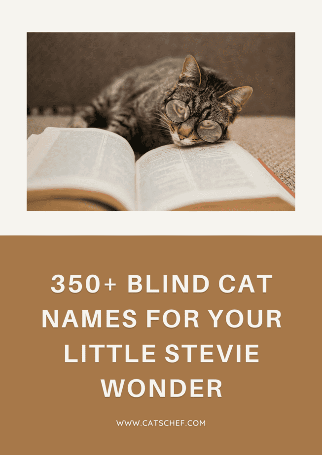 350+ Blind Cat Names For Your Little Stevie Wonder
