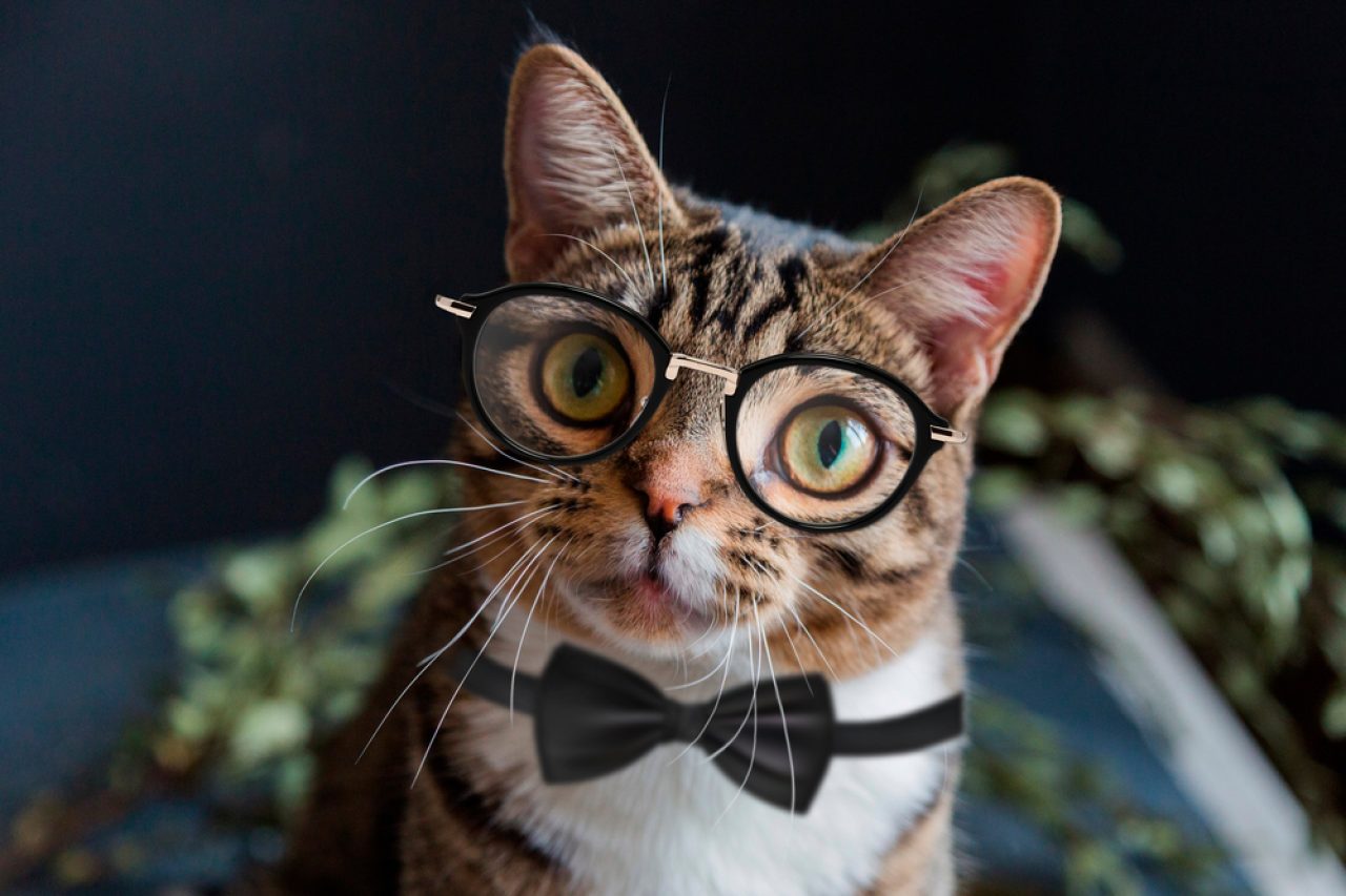 420 Scientist Cat Names For Your Little "Archimeowdes"