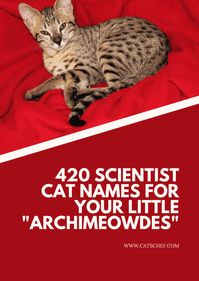 Küçük "Archimeowdes "larınız İçin 420 Bilim İnsanı Kedi İsmi