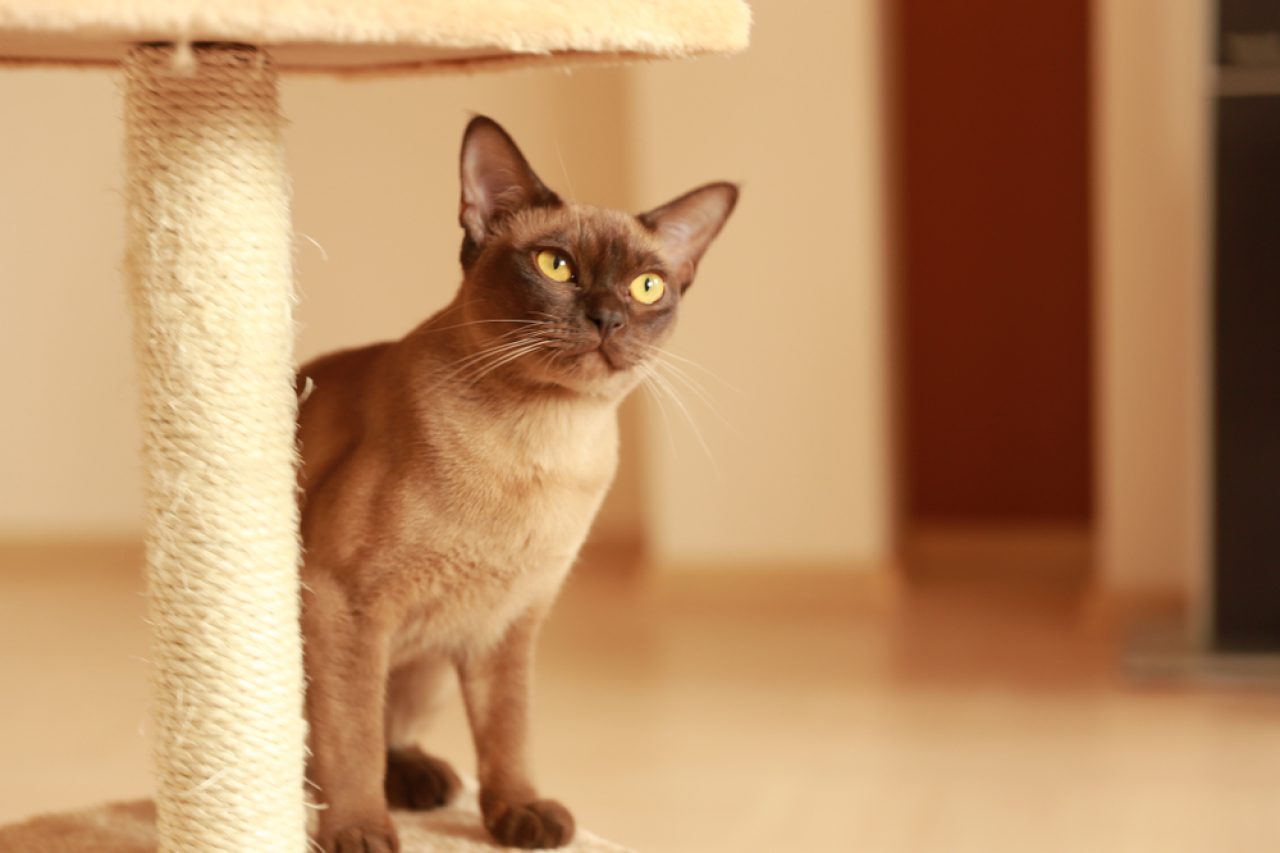 480+ Brown Cat Names That Are Sweeter Than Chocolate