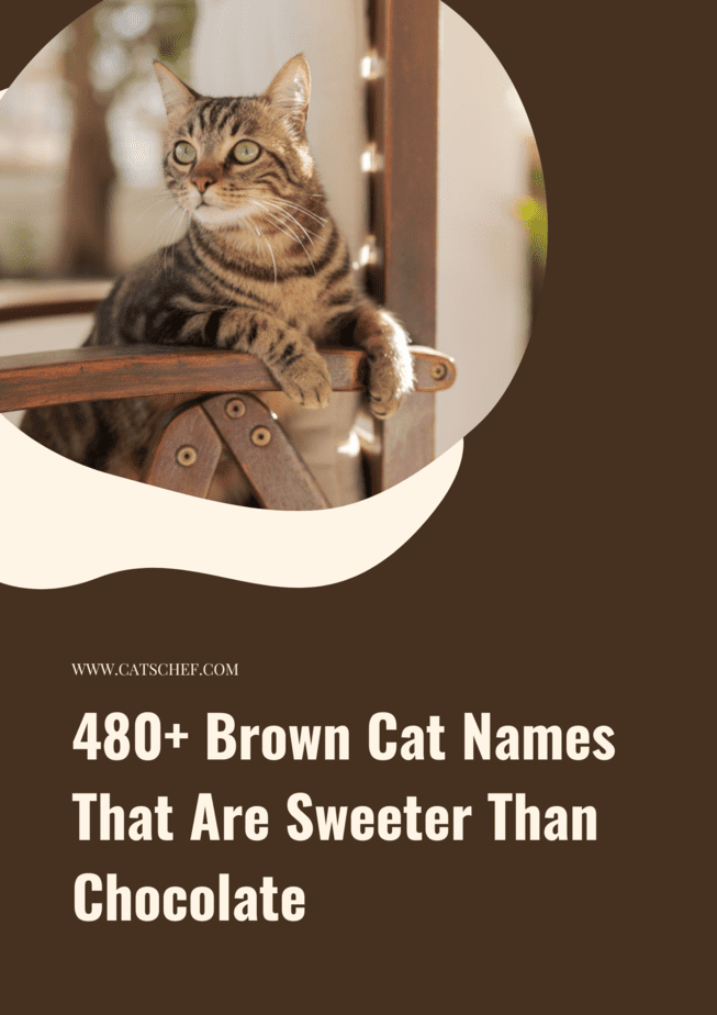 480+ Brown Cat Names That Are Sweeter Than Chocolate