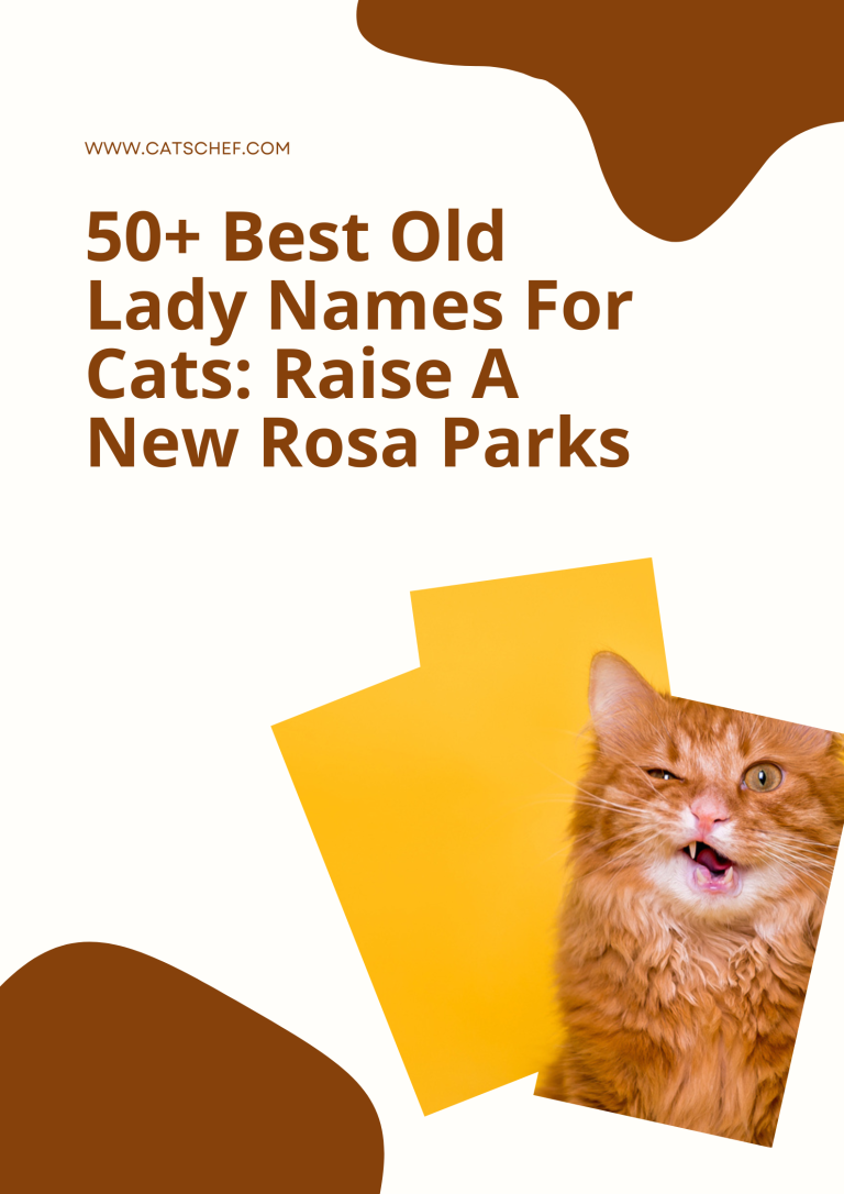 50-best-old-lady-names-for-cats-raise-a-new-rosa-parks