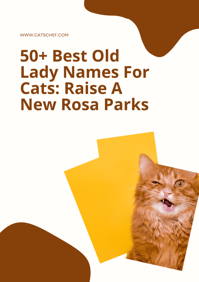 50+ Best Old Lady Names For Cats: Raise A New Rosa Parks