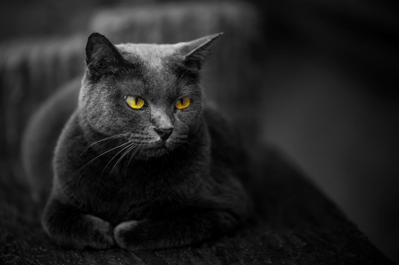 510 Gothic Cat Names For Your King And Queen Of Darkness