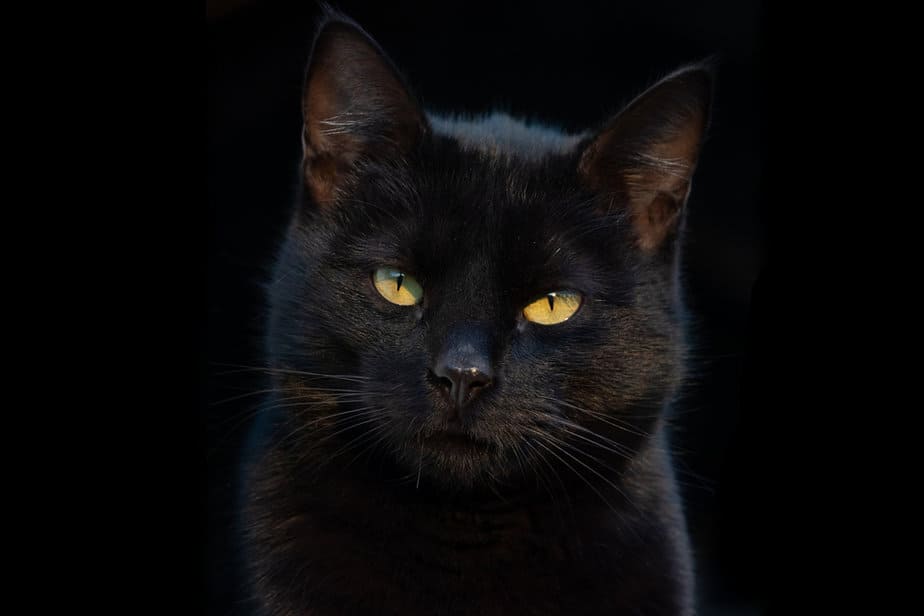 510 Gothic Cat Names For Your King And Queen Of Darkness