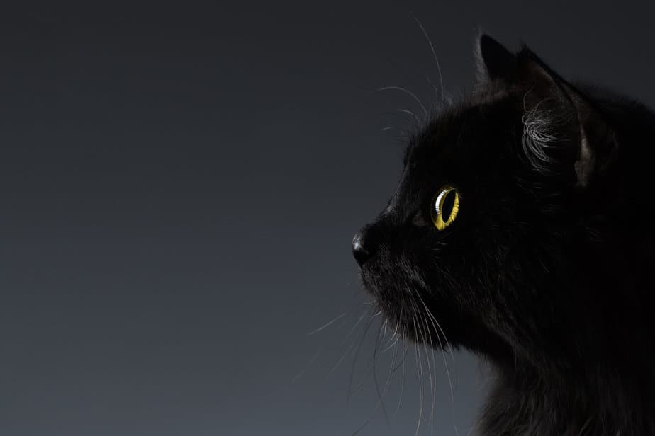 510 Gothic Cat Names For Your King And Queen Of Darkness