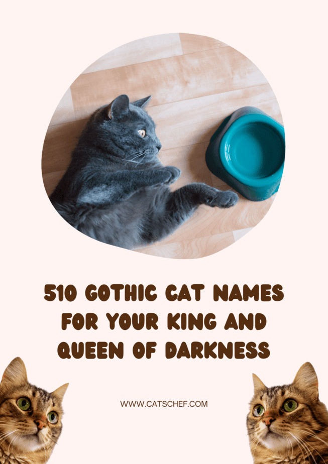 510 Gothic Cat Names For Your King And Queen Of Darkness