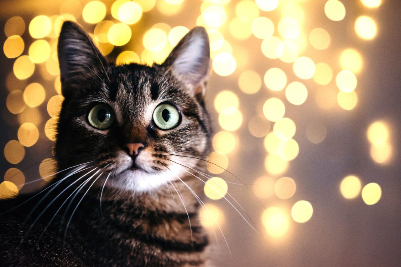 55+ Welsh Cat Names You're Going To Fall In Love With