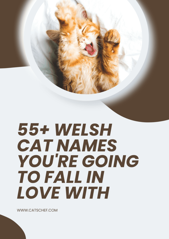 Aşık Olacağınız 55+ Galce Kedi İsmi