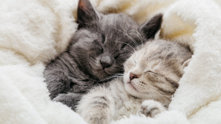 6 Cute Reasons Your Cats Love Sleeping Together