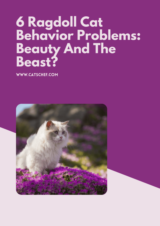 6 Ragdoll Cat Behavior Problems: Beauty And The Beast?