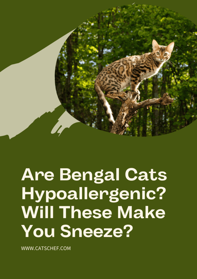 Are Bengal Cats Hypoallergenic? Will These Make You Sneeze?