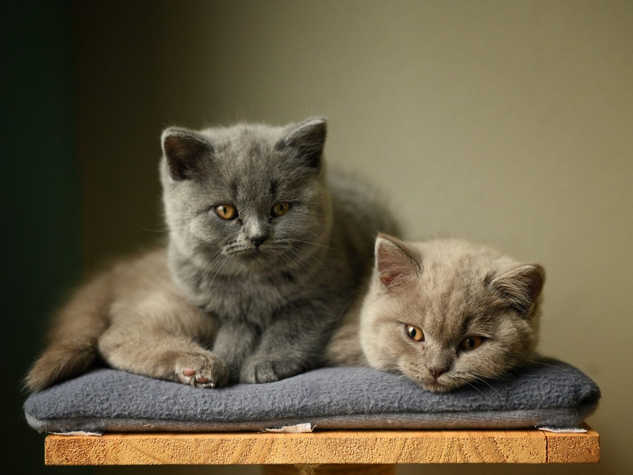 Are British Shorthair Cats Hypoallergenic A Pedigree Puff Or Not