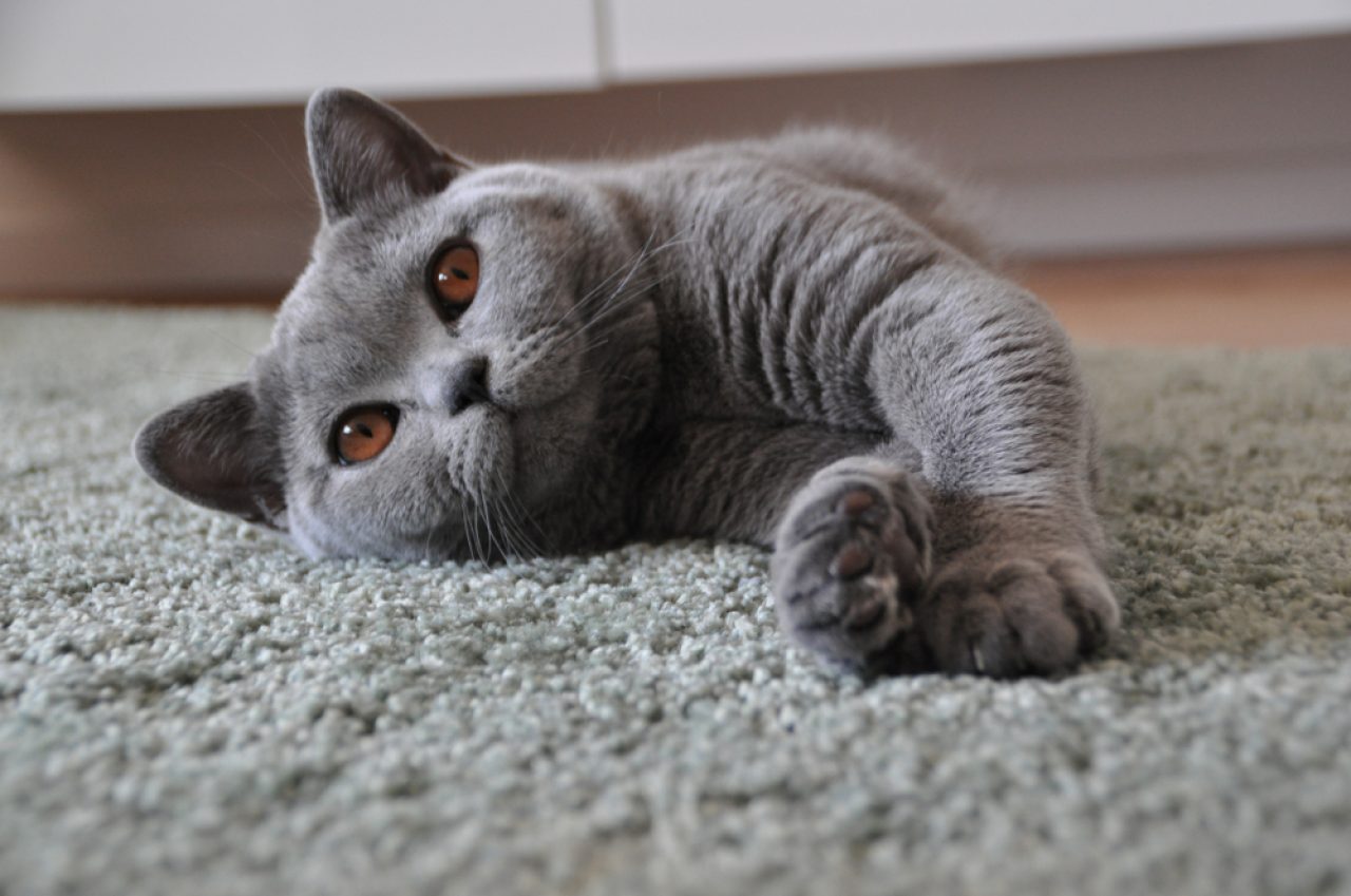 Are British Shorthair Cats Hypoallergenic A Pedigree Puff Or Not