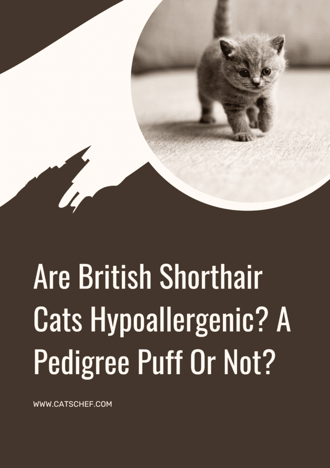 Are British Shorthair Cats Hypoallergenic? A Pedigree Puff Or Not?
