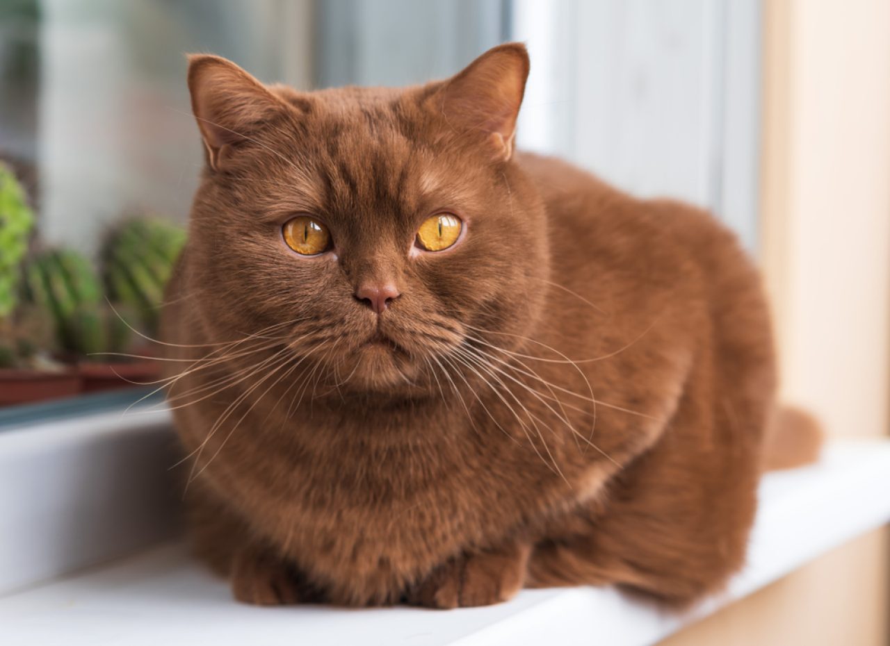 Are Brown Cats Rare What Makes Them Hard To Find